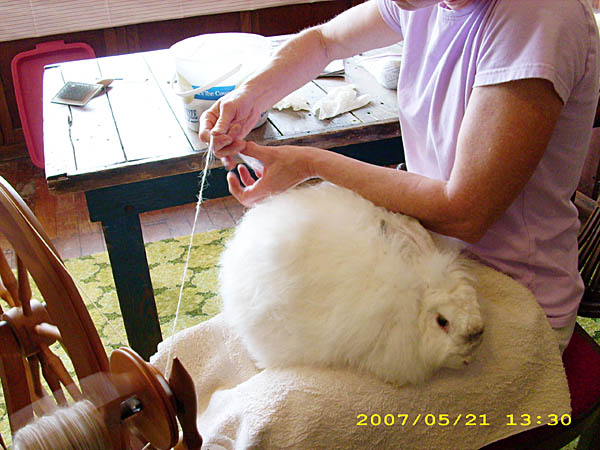 SpinBun600 Spinning yarn out of bunny